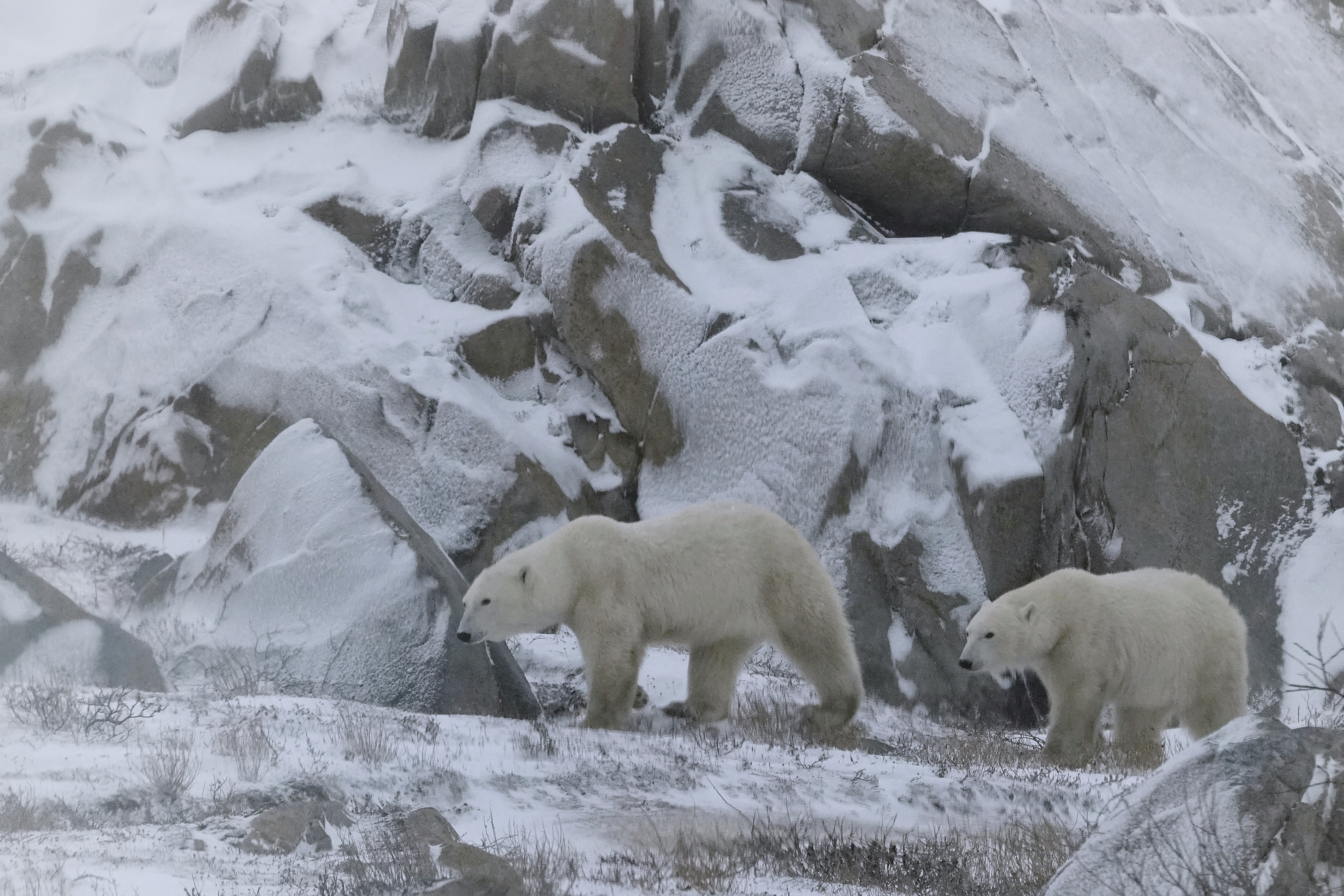 Ours polaires sur les rochers enneigés à Churchill